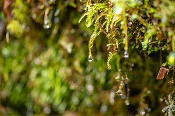 八ヶ岳連峰　苔についた水滴