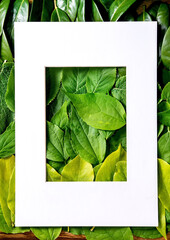 Frame on Background made of green leaves, green gradient