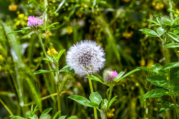 A dandelion in the meadow