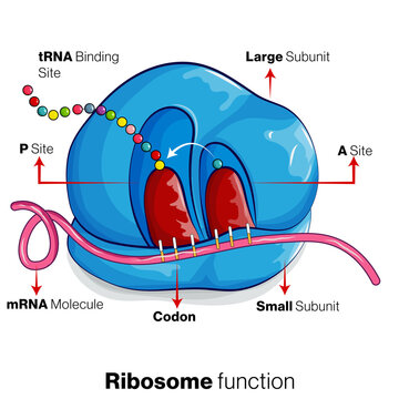 Translation Of MRNA Into Protein By Ribosome Illustration.