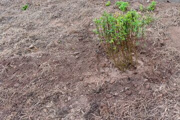 grass in the ground