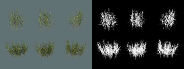 different types of grass
