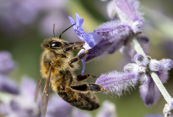 Bee pollinates a lavender flower, macro view. A honey bee working at garden with Lavandula angustifolia, close up.