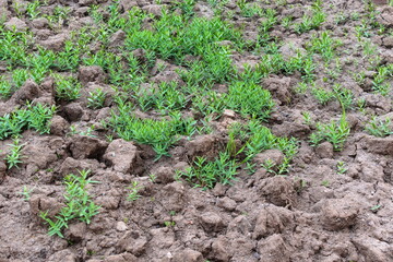 green grass on the dried-up ground