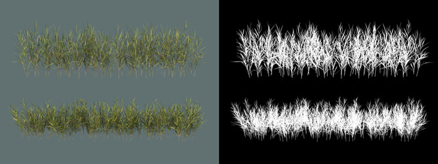 different types of grass
