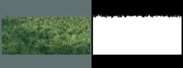 different types of grass
