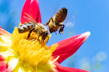 Two honey bee collecting pollen at yellow stamens in a flower with blue sky on a background. A bee...