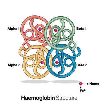 Structure of Human hemoglobin protein.