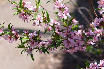 pink flowers of decorative almonds