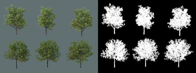 various types of trees
