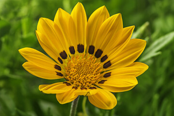Blooming flower on the bushes. Romantic and gentle.