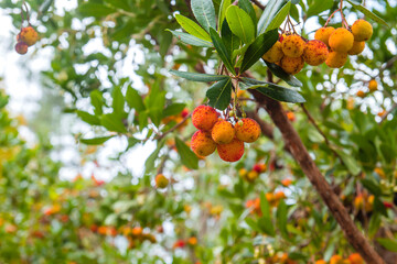 Strawberry tree fruits