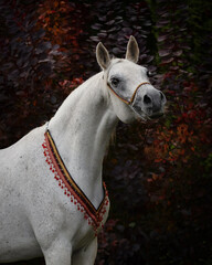 Head of a beautiful gray arabian horse on natural dark background, portrait closeup