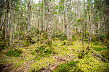 八ヶ岳連峰　苔の森