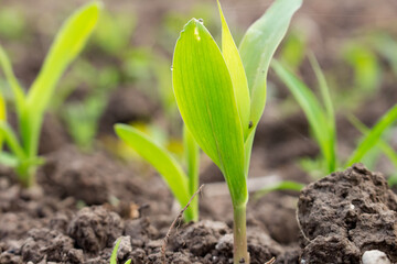 corn sprouts