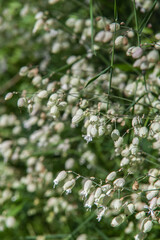 Beyssac (Corrèze, France) - Silène enflé 