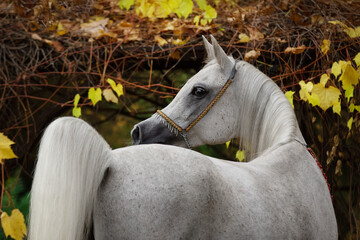 Portrait of a beautiful gray arabian horse looks back on natural green summer background, head closeup