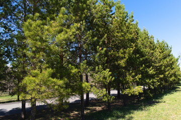 trees in the park