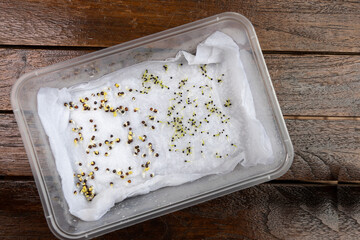 Seeds are placed in moist water soaked kitchen towel to germinate in container