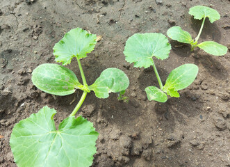 zucchini seedlings growing in the garden. plant vegetables, gardening.