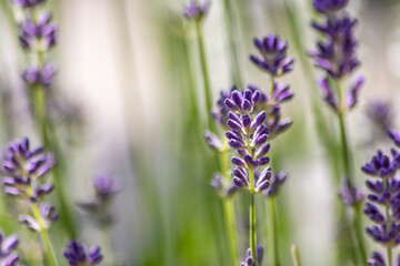 Fototapeta premium Beautiful lavender field in springtime with purple blossoms in full blow for insects like flying bumblebees with the fragrance of the french provence agriculture and violet blooming gardening