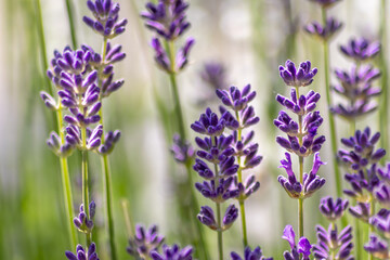 Obraz premium Beautiful lavender field in springtime with purple blossoms in full blow for insects like flying bumblebees with the fragrance of the french provence agriculture and violet blooming gardening