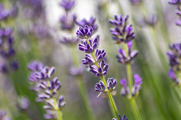 Naklejka premium Beautiful lavender field in springtime with purple blossoms in full blow for insects like flying bumblebees with the fragrance of the french provence agriculture and violet blooming gardening