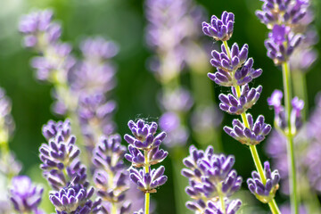 Beautiful lavender field in springtime with purple blossoms in full blow for insects like flying bumblebees with the fragrance of the french provence agriculture and violet blooming gardening