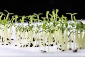 Close-up of Chinese spinach vegetable seeds that have germinated on moist water soaked kitchen towel