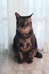 A male cat with owl shape on its body. The shape of Great Horned Owl head on its body