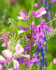 Ladybug on a flower