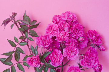 Rosas silvestres con fondo rosa