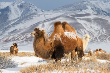 Furry camels in the mountains in winter