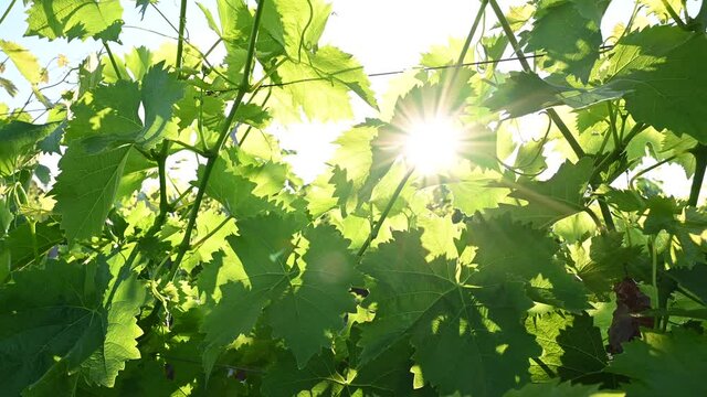 Vine leaves in vineyard. Background sun light shining trough the leaves. Fresh green grape leaves in vineyard in spring.
