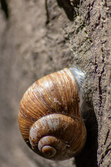 Encapsulated large garden snail, escargot or grapevine snail as mollusc and gastropod uses slime to defend against great heat in summer and hides in its shell in the garden as natural delicious food