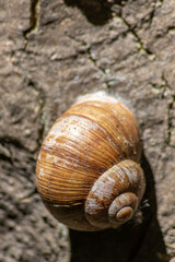 Encapsulated large garden snail, escargot or grapevine snail as mollusc and gastropod uses slime to defend against great heat in summer and hides in its shell in the garden as natural delicious food