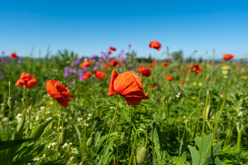 Roter Mohn | Mohnblume | Feld mit Blumen im Sommer