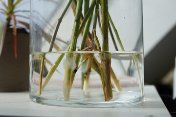 Stagnant flower water with rotten stems of a faded bouquet 