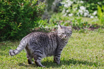 Naklejka na ściany i meble A gray mongrel cat walks in a green meadow on a sunny summer day. 