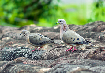 turtledove on the roof