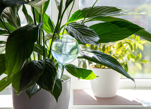 Round Transparent Self Watering Device Globe Inside Potted Peace Lilies Spathiphyllum Plant Soil In Home Interior Indoors, Keeps Plants Hydrated During Vacation Period Inside Home.