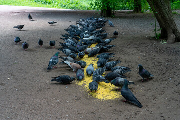 pigeons in the park peaking grain on ground