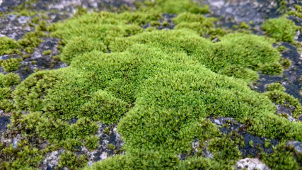 stone covered with green moss