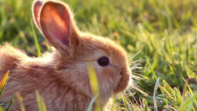 a small fluffy eared rabbit sits on a green meadow and eats young green grass close-up, in the evening, with bright warm sunlight. Easter Bunny 