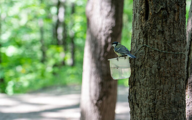 sparrow drinks water from handmade plastic cup attached to tree