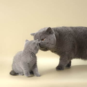 An adult British cat and a British kitten together. Nose to nose. Two gray cats on the background of the studio