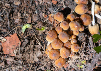group of mushrooms in the forest