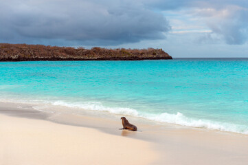 Galapagos sea lion (Zalophus wollebaeki) patrolling Gardner Bay beach in the Galapagos Islands,...
