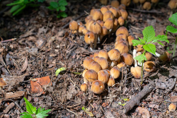 Fototapeta premium mushrooms in the forest