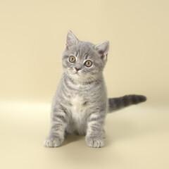 Blue spotted kitten on the beige studio background